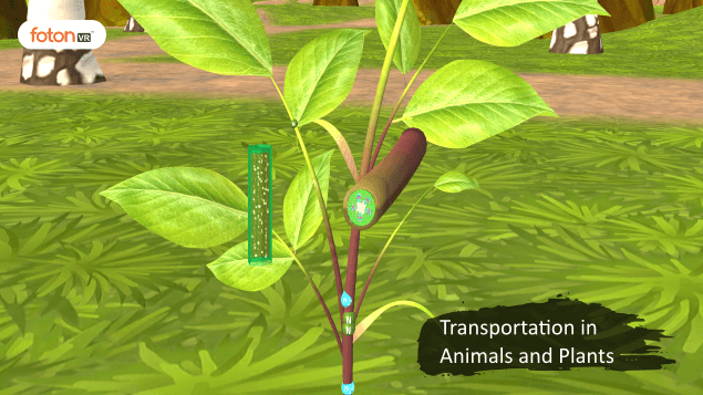 A Virtual Tour of Chapter 11 Transportation in Animals and Plants