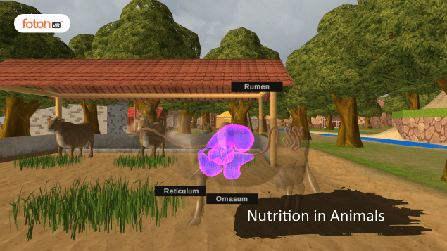 A Virtual Tour of Chapter 2 Nutrition in Animals