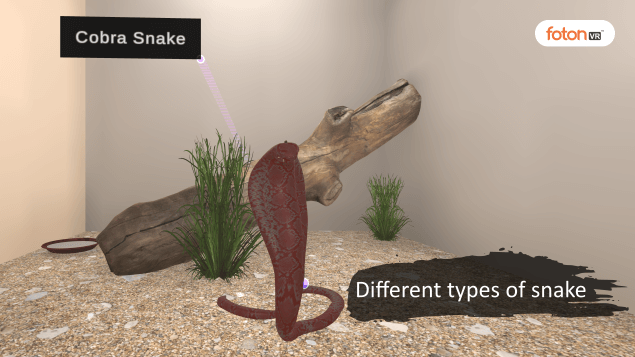 Virtual Tour 1 Different types of snakes