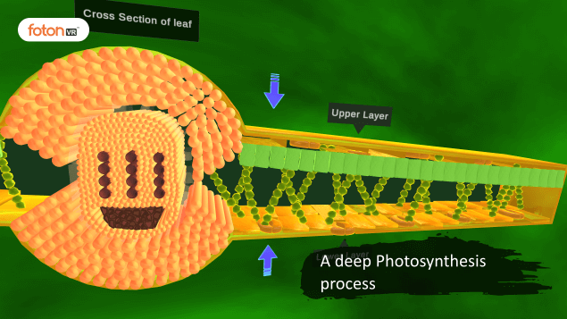 Virtual tour 1 A deep Photosynthesis process