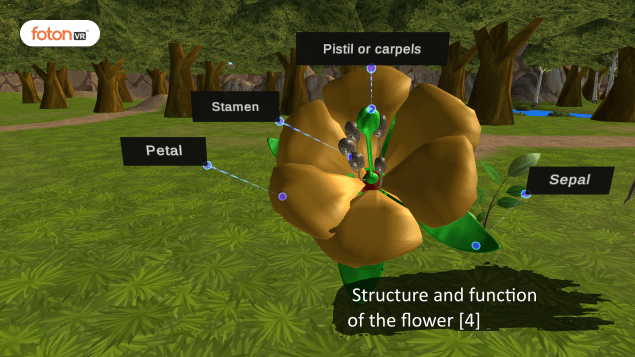 Virtual tour 10 Structure and function of the flower