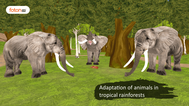 Virtual tour 2 Adaptation of animals in tropical rainforests
