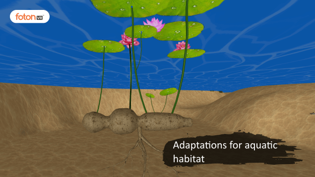 Virtual tour 2 Adaptations for aquatic habitat