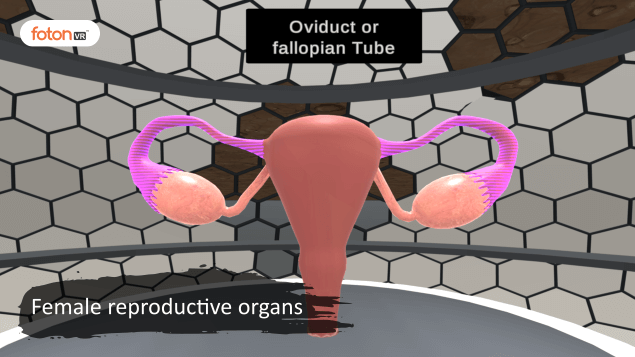 Virtual tour 2 Female reproductive organs