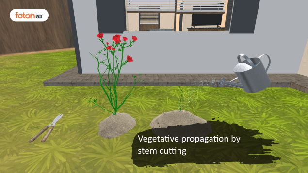 Virtual tour 2 Vegetative propagation by stem cutting