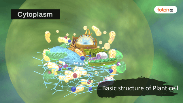 Virtual tour 3 Basic structure of Plant cell