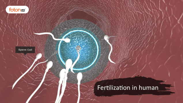 Virtual tour 3 Fertilization in human