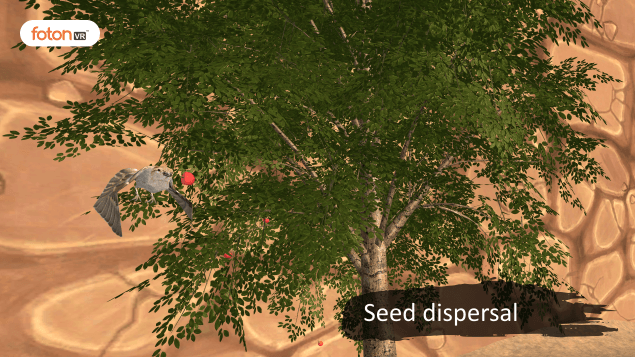 Virtual tour 3 Seed dispersal