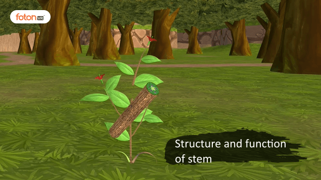 Virtual tour 3 Structure and function of stem