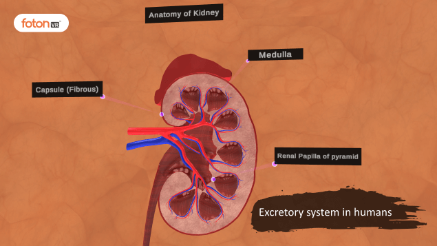 Virtual tour 4 Excretory system in humans