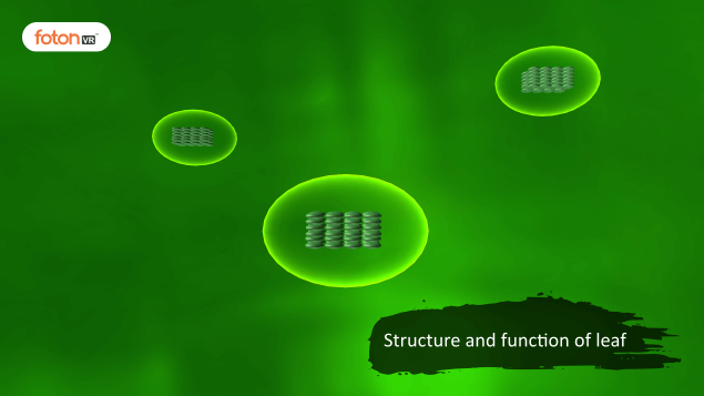 Virtual tour 4 Structure and function of leaf