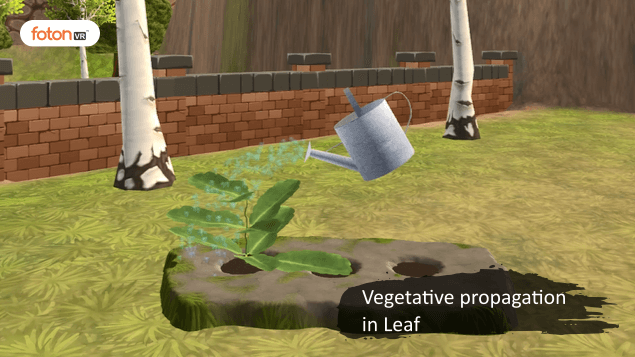 Virtual tour 4 Vegetative propagation in Leaf