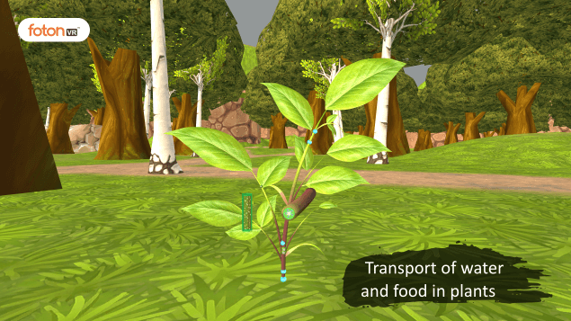 Virtual tour 5 Transport of water and food in plants
