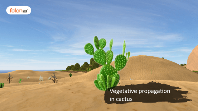 Virtual tour 5 Vegetative propagation in cactus