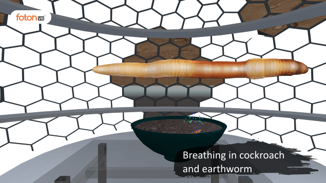 Virtual tour 6 Breathing in cockroach and earthworm