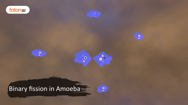 Virtual tour 7 Binary fission in Amoeba
