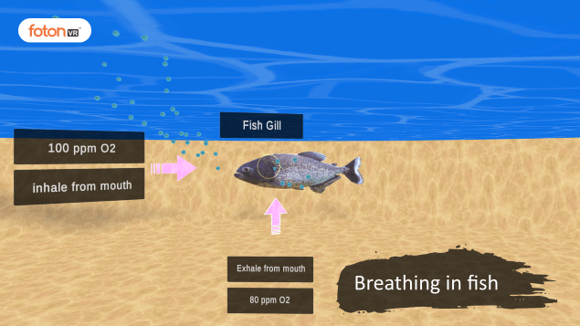 Virtual tour 7 Breathing in fish