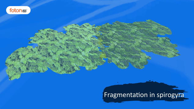 Virtual tour 7 Fragmentation in spirogyra