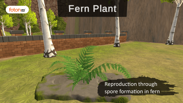 Virtual tour 9 Reproduction through spore formation in fern