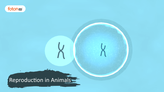 A Virtual Tour of Chapter 9 Reproduction in Animals