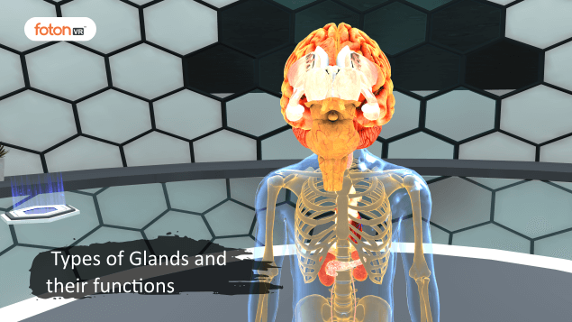 Virtual tour 1 Types of Glands and their functions