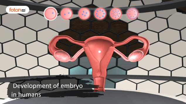 Virtual tour 10 Development of embryo in humans