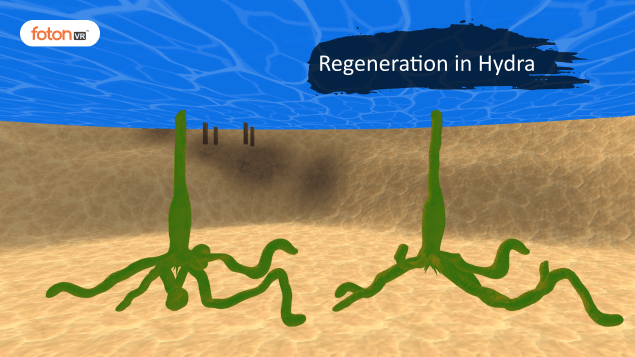 Virtual tour 3 Regeneration in Hydra