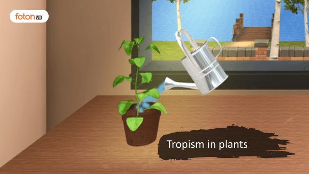 Virtual tour 5 Tropism in plants