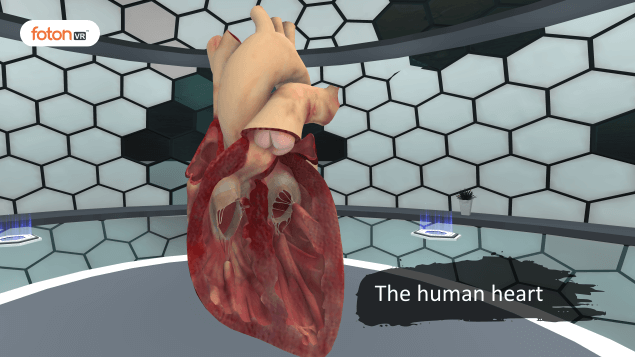 Virtual tour 6 The human heart