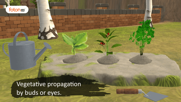 Virtual tour 6 Vegetative propagation by buds or eyes