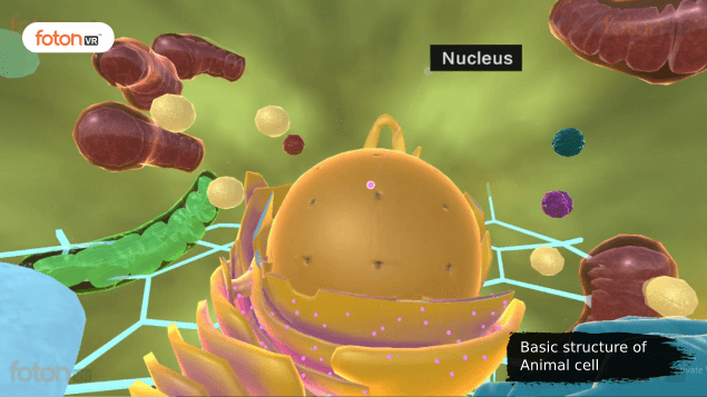 Virtual tour 1 Basic structure of Animal cell